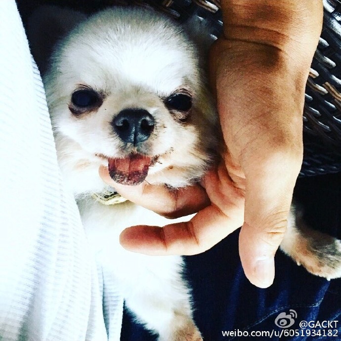 2016-nov05-weibo-01