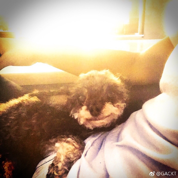GACKT OFFICIAL WEIBO, GACKT, GACKT Italia, GACKT 2017, GACKT